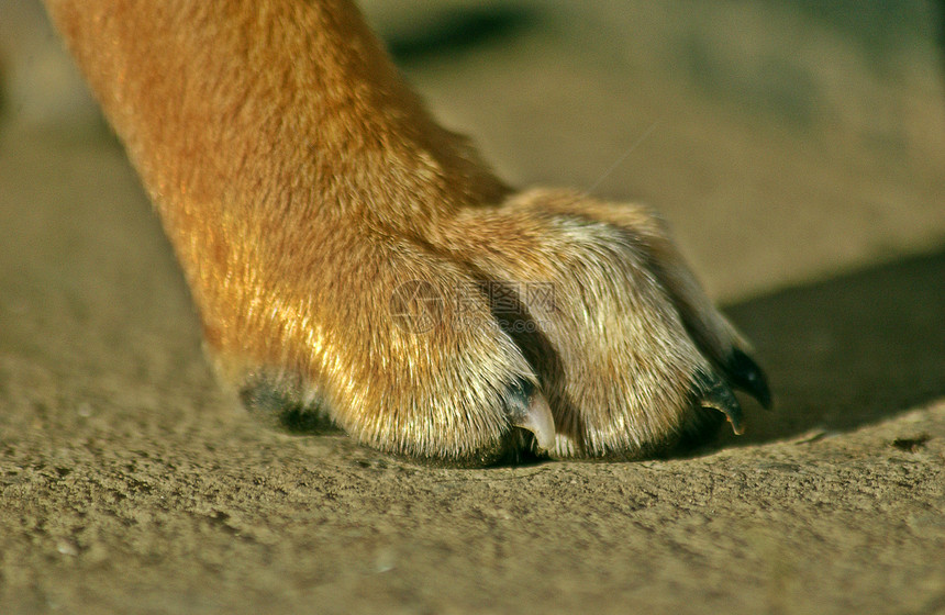 工作人员狗听众小狗宠物员工猎犬图片