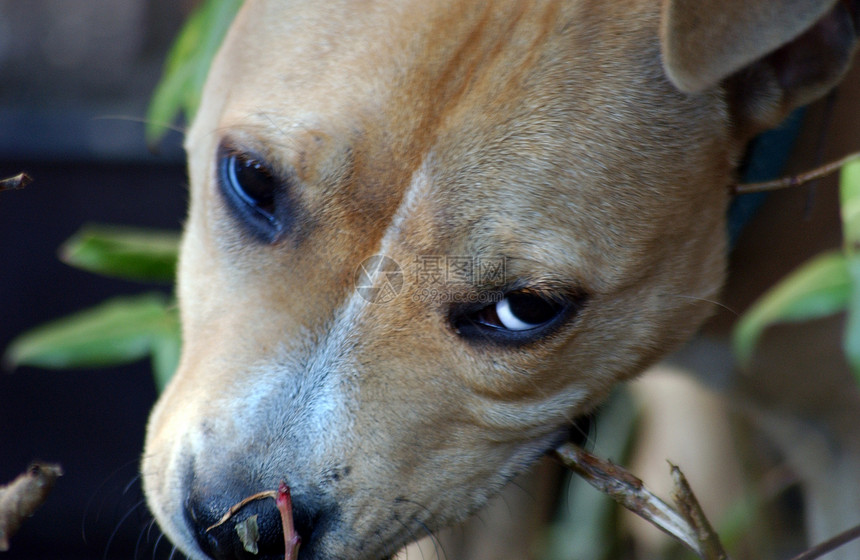 工作人员狗猎犬小狗听众宠物员工图片