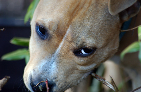 工作人员狗猎犬小狗听众宠物员工图片