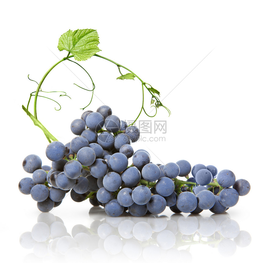 白纸上隔离着绿叶的蓝葡萄水果食物树叶工作室季节性福利白色栽培浆果茶点图片