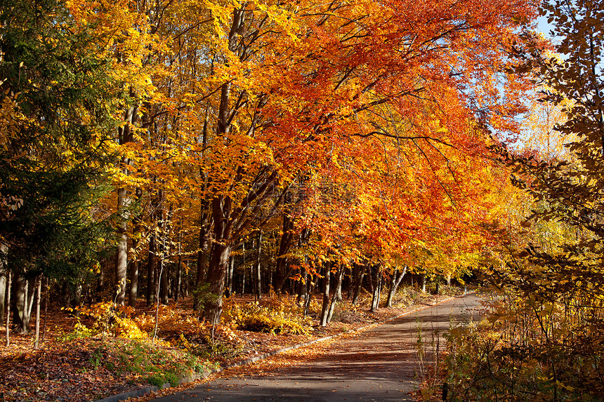 秋天在公园植物叶子橙子季节生长生活薄雾木头场景人行道图片