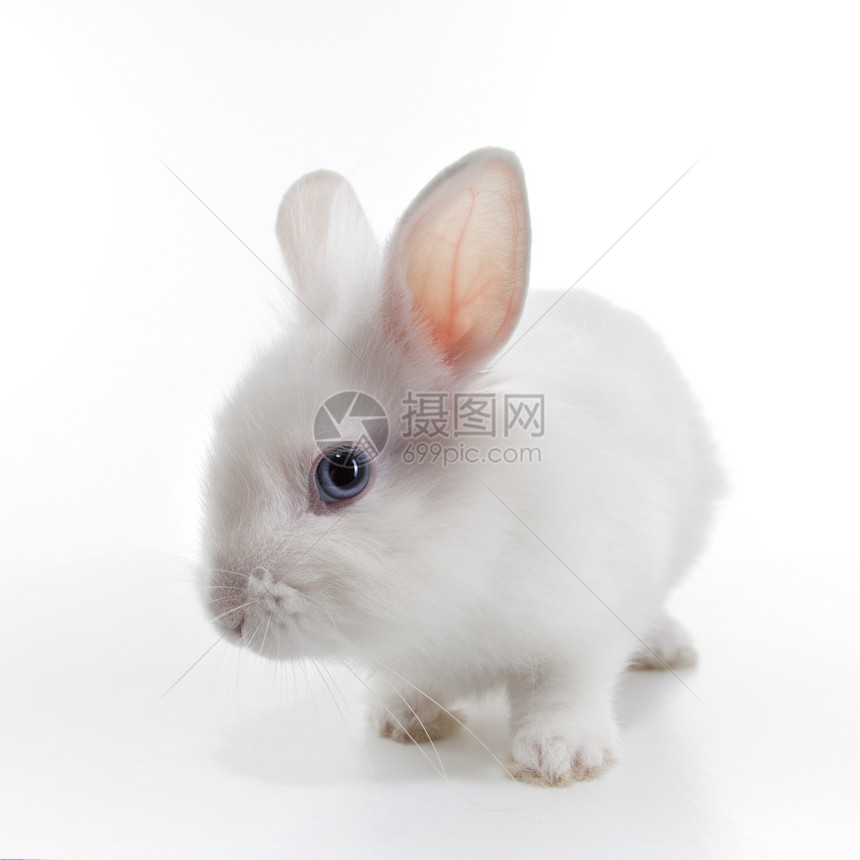 在白背景上孤立的白兔子生物脊椎动物爪子说谎工作室生活耳朵哺乳动物小狗婴儿图片