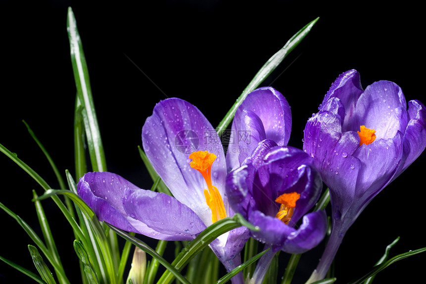 黑上隔着水滴的 ccrocus 花束香味花粉红花生长气候花瓣植物群紫色花园美丽图片