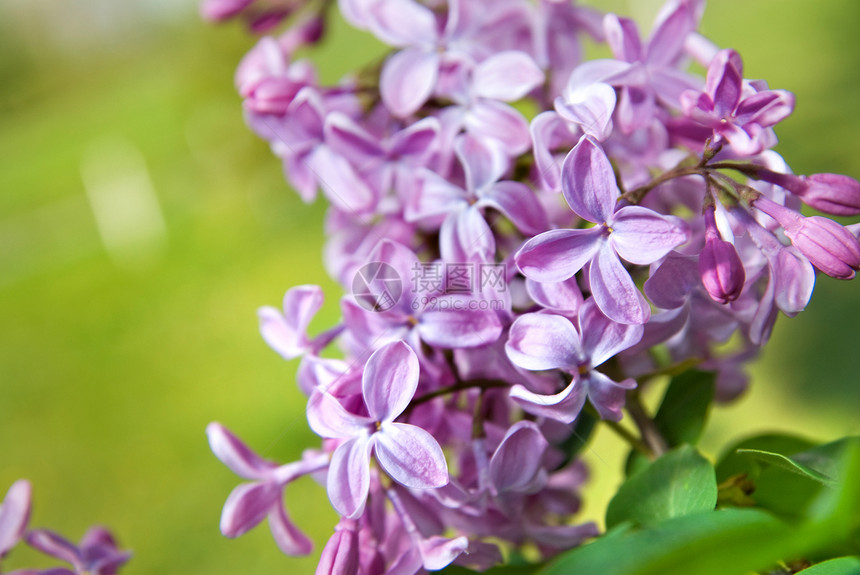 带叶子的春月花花紫色植物群植物宏观蓝色衬套框架花束紫丁香季节图片