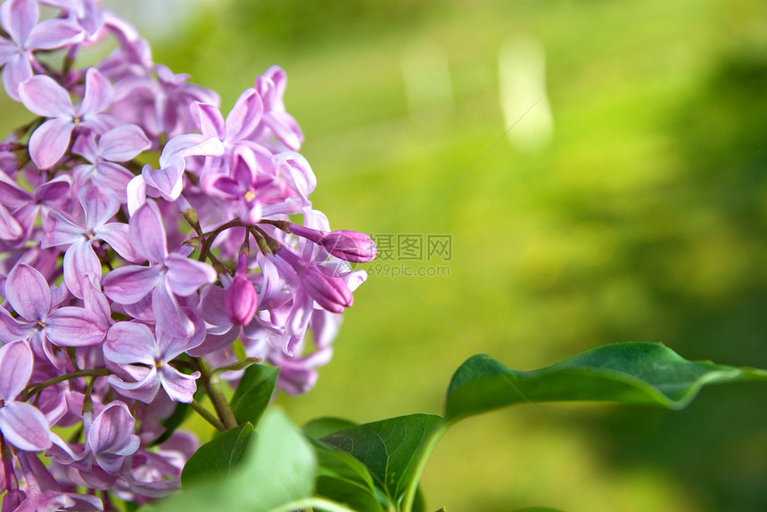 带叶子的春月花花框架植物群蓝色礼物花瓣紫色枝条花园植物学紫丁香图片