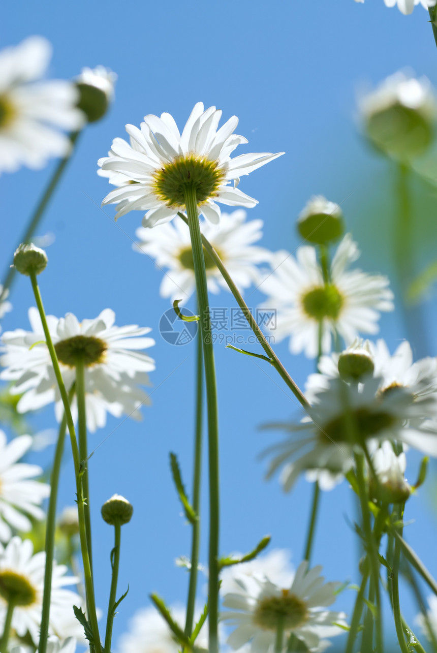 草地上的白甘菊叶子太阳天空宏观季节场地生活花园美丽蓝色图片