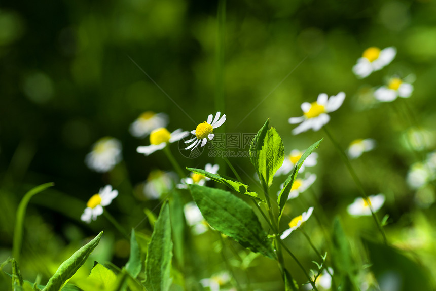 绿色阳光明媚的草地上的白甘菊环境花瓣宏观甘菊植物季节叶子妈妈们花园场景图片