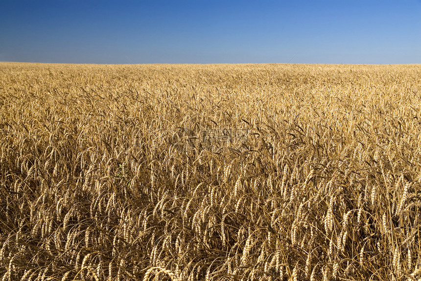 金麦田和蓝天空天空稻草植物面粉谷物种子生长场景大麦骑术图片