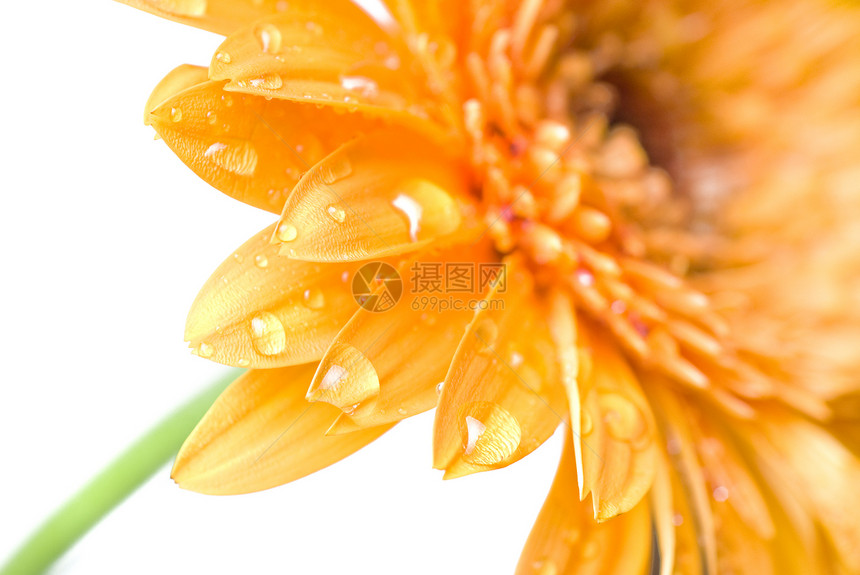 以白色隔开的黄驴甲状腺头部植物群礼物叶子植物橙子季节雏菊宏观生日格柏图片