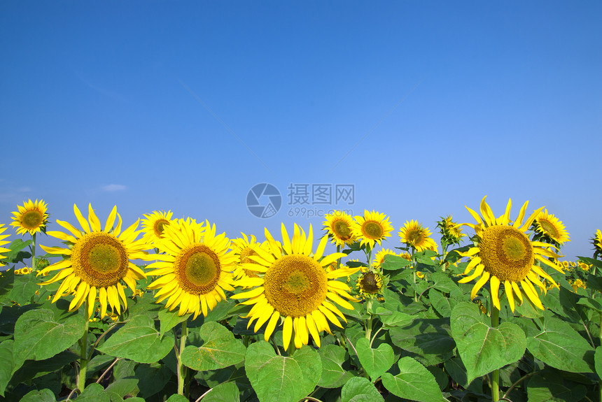 蓝天向向向向日葵田天空植物学晴天植物群向日葵蓝色生长太阳植物文化图片
