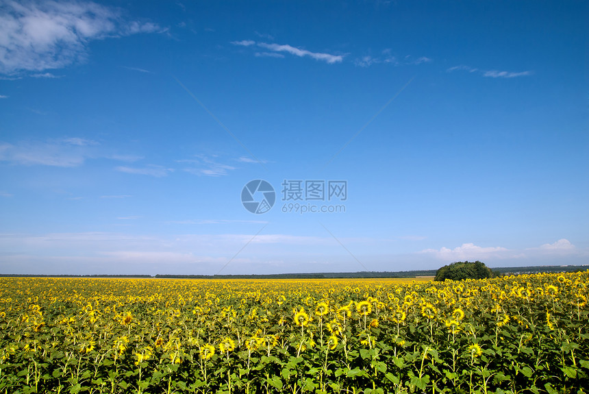 蓝天向向向向日葵田太阳花瓣天空向日葵植物学国家植物植物群文化晴天图片