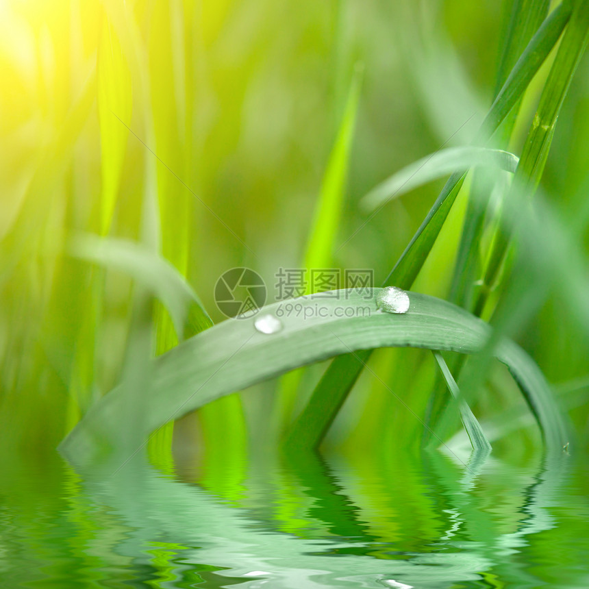 绿草 有水滴和阳光照耀风格美丽花园叶子院子季节牧场植物刀刃公园图片