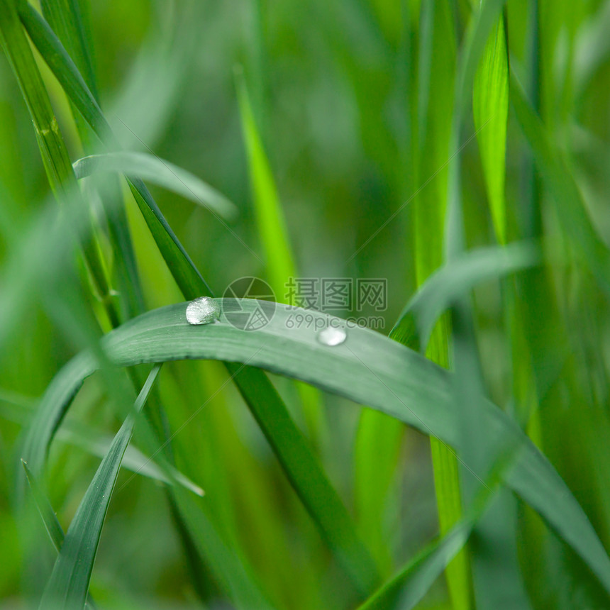 绿草和水滴宏观花园框架园艺草地牧场院子公园场地叶子图片