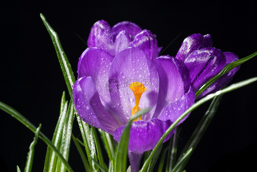 黑上隔着水滴的 ccrocus 花束生长气候草地花粉花园植物群花瓣地面紫色亮度图片