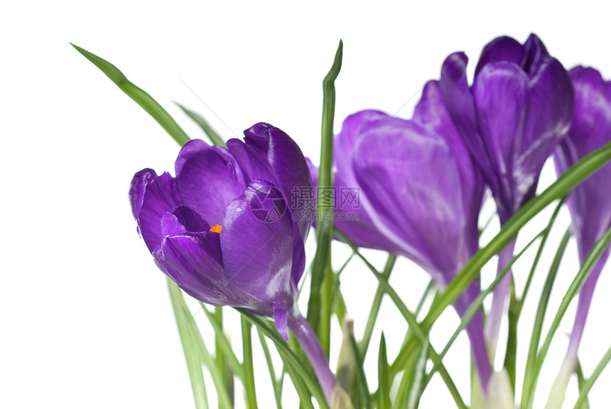 在白色上隔离的crocus 花束美丽树叶花瓣紫色气候亮度香水花园季节香味图片