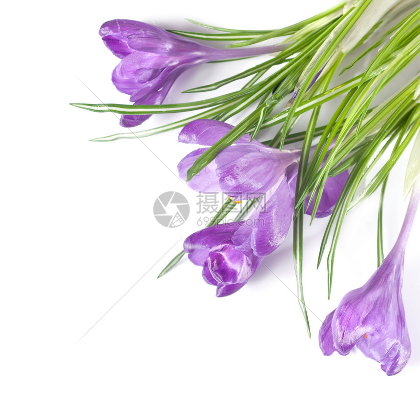 在白色上隔离的crocus 花束香味植物紫色草地香水亮度生长花瓣花粉树叶图片