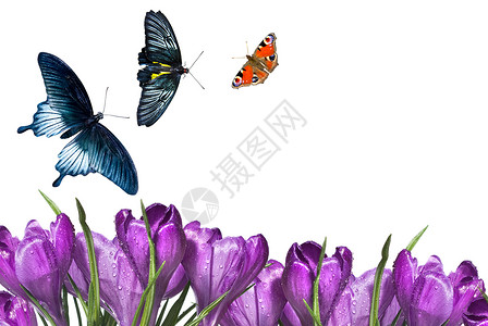 白上隔离的蝴蝶花束花朵背景图片