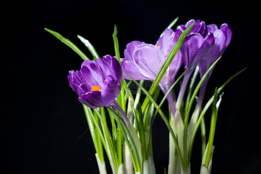 黑上隔绝的crocus花束香味花瓣季节植物紫色树叶花粉生长地面气候图片