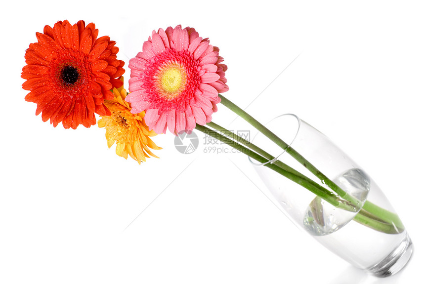 玻璃花瓶中的雏菊非洲菊花束 与白色隔离美丽生日植物群格柏紫色宏观季节植物学礼物叶子图片