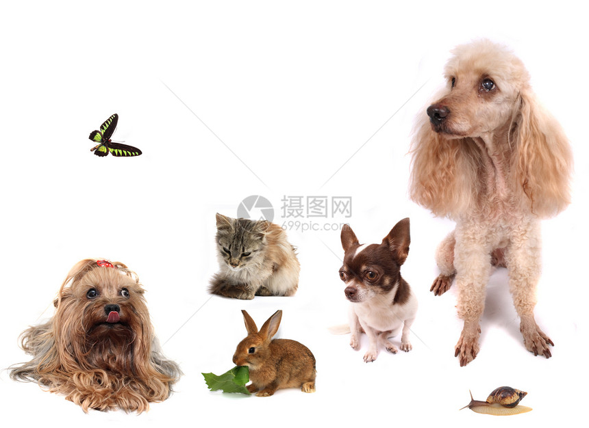动物墙纸耳朵蜗牛哺乳动物昆虫犬类贵宾朋友们宠物小狗图片
