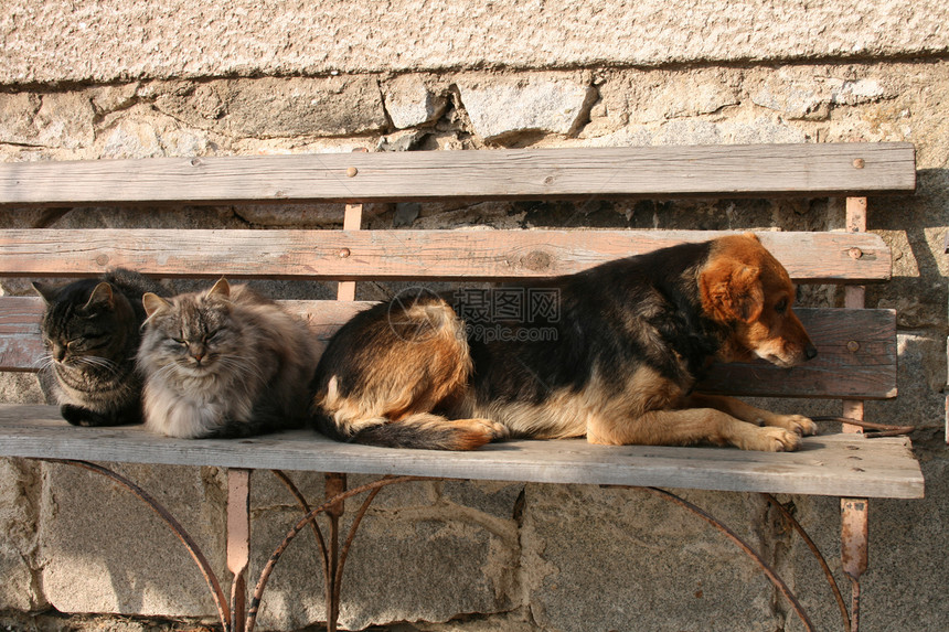 猫和狗玩笑话动物朋友墙纸友谊宠物小猫鼻子胡须明信片图片