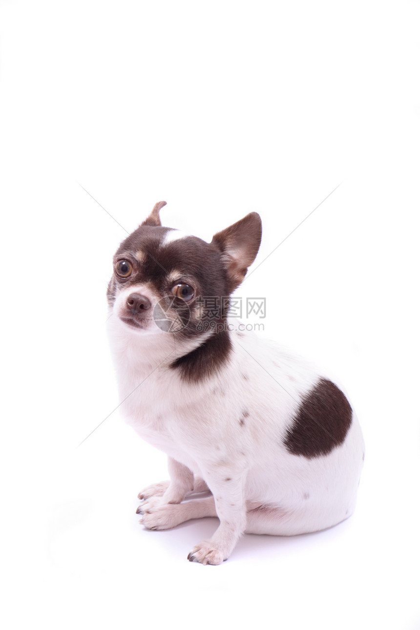吉瓦华语Name棕色朋友短发忠诚保真度思考宠物白色小狗友谊图片