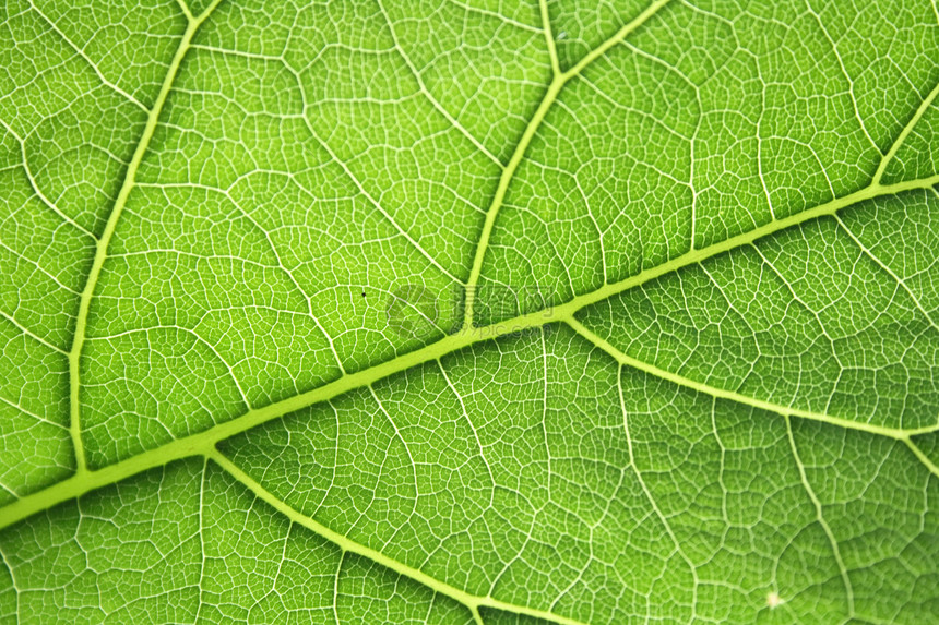 树叶纹理植物学墙纸森林生态细胞植物群纤维素生物学热带科学图片