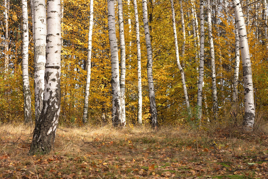 秋天荒野植被活力流浪金子薄雾旅行踪迹森林小路图片
