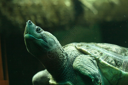 海龟情调海洋动物学动物热带异国高清图片