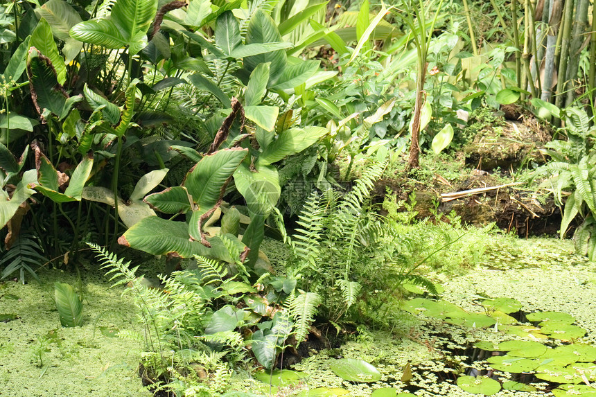 丛林植被叶子墙纸风景薄雾棕榈热带植物森林环境图片