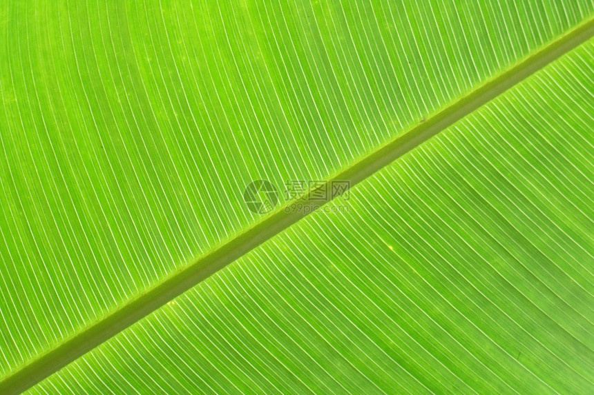 绿色背景棕榈情调花园条纹散热生活叶子异国热带叶状体图片