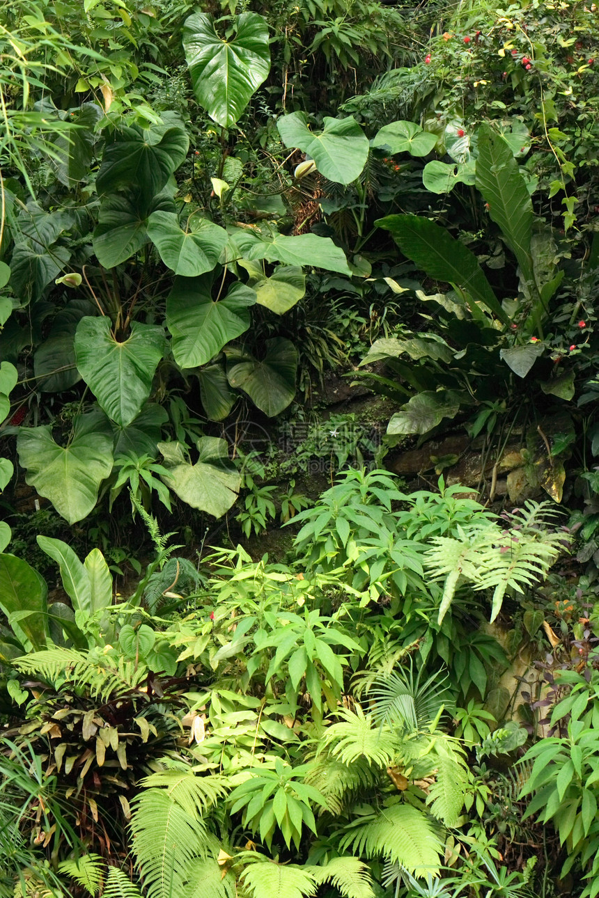 丛林旅行季节气候植被神话植物热带薄雾环境野生动物图片