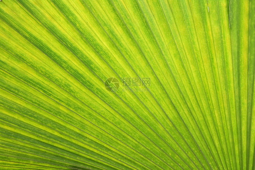 绿色背景棕榈植物花园生活条纹叶状体情调宏观叶子阴影图片