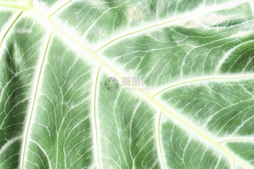 绿绿色纹理生活阴影情调异国条纹叶状体散热植物花园宏观图片