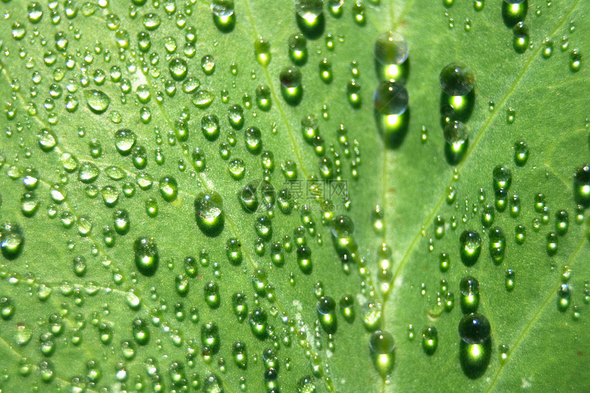 水滴背景宏观季节植物群温室植被环境花园园艺植物学叶子图片