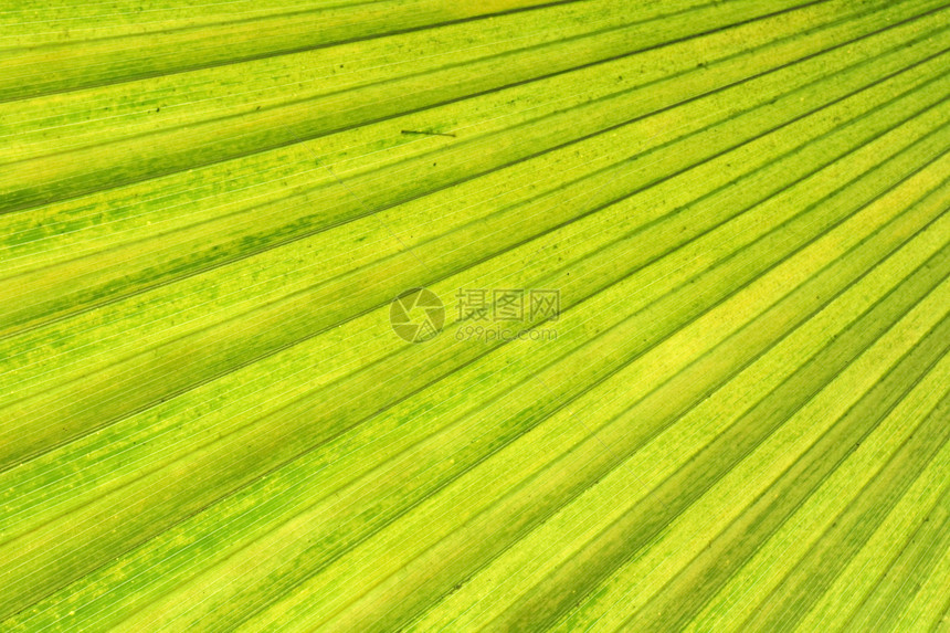 绿色背景棕榈植物阴影异国热带散热叶状体宏观叶子生活图片