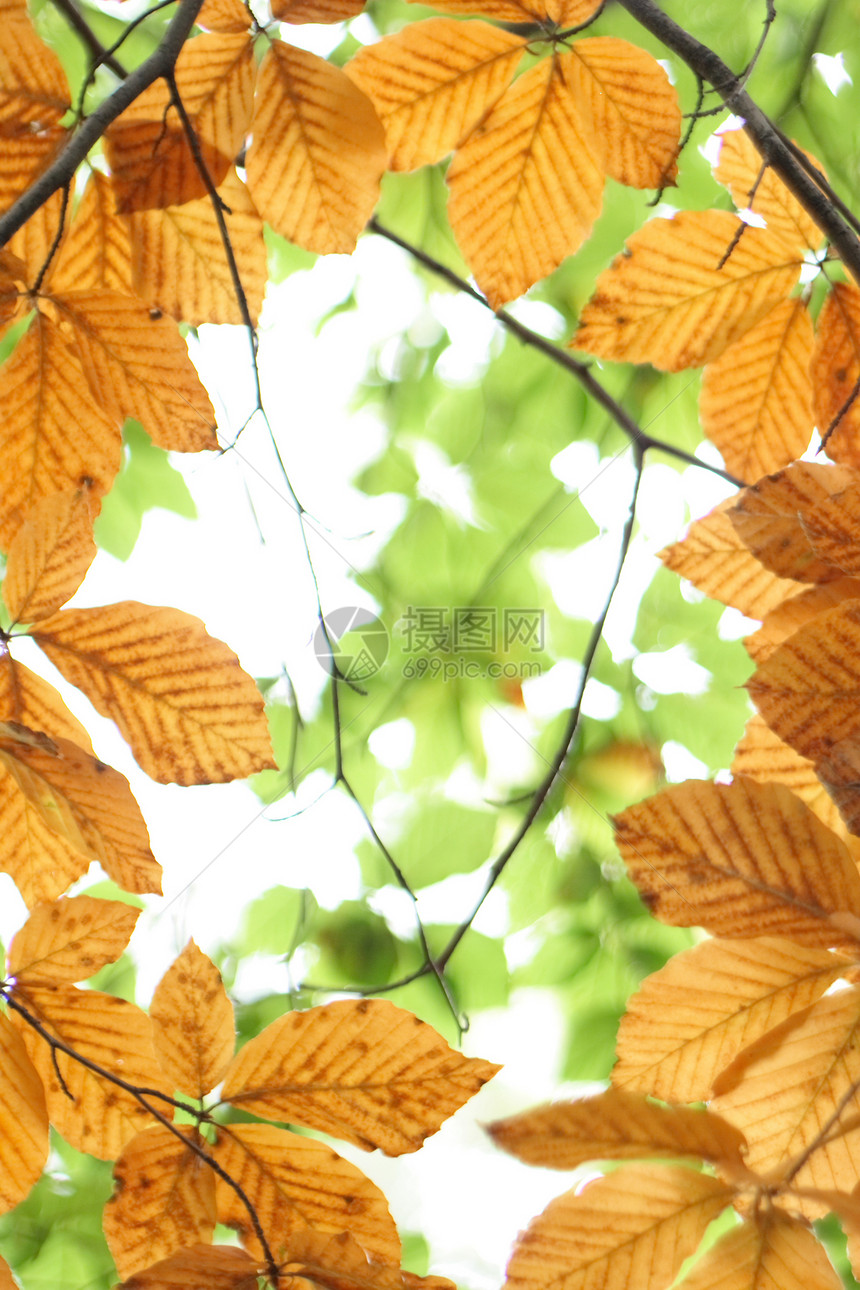 秋季背景墙纸森林叶子土地季节老化橙子顶峰金子生活图片