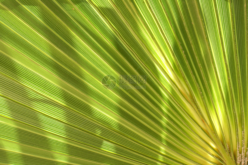 绿色背景热带条纹叶子棕榈生活花园叶状体宏观植物异国图片