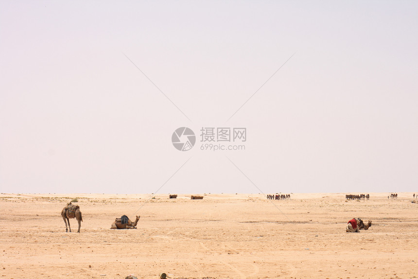 撒哈拉运输旅行动物天空单峰太阳哺乳动物绿洲大篷车沙漠图片