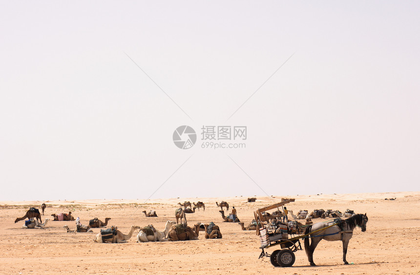 撒哈拉旅行沙丘哺乳动物骆驼晴天绿洲单峰动物游客沙漠图片