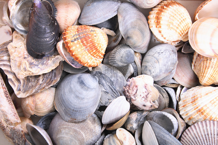 shell 背景收藏假期海洋海滨贝壳动物荒野热带海岸线图片