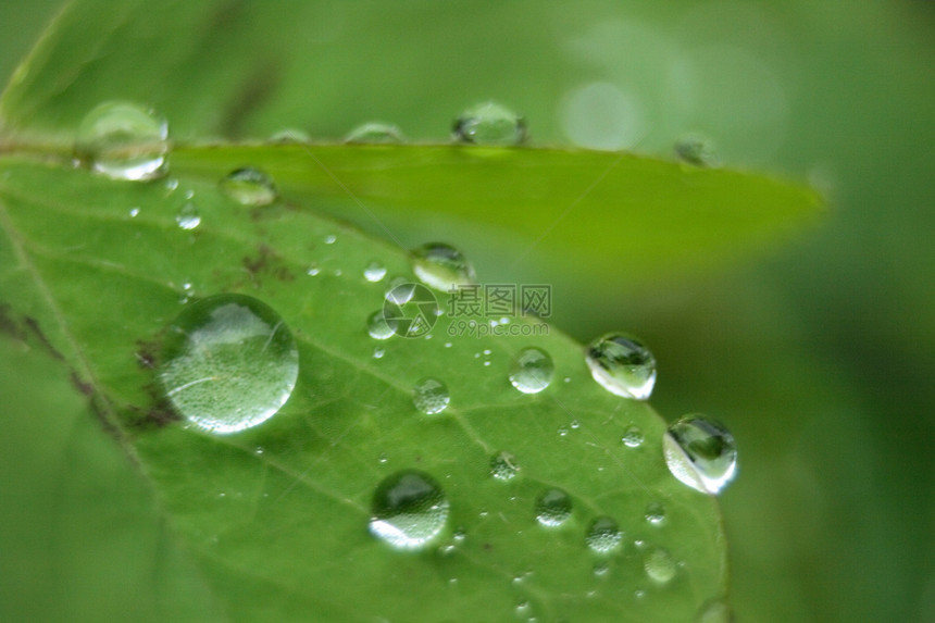 树叶背景森林植物群园艺植物学绿色植物墙纸植被花园宏观季节图片