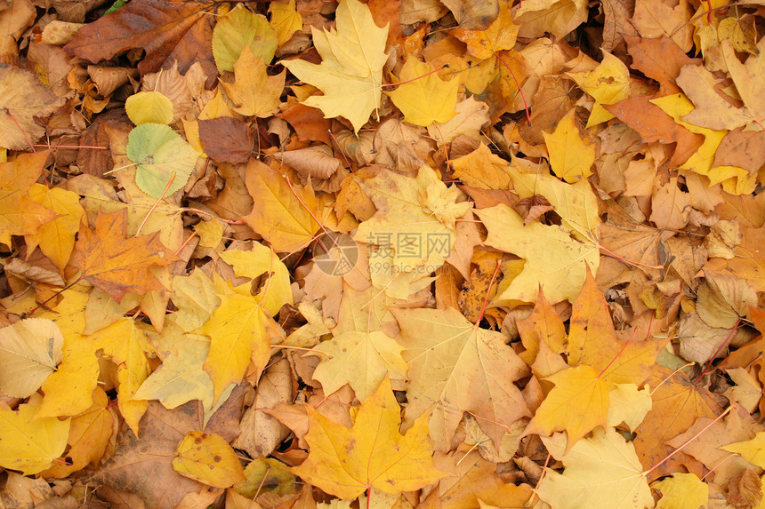 秋季背景金子刷子收藏老化橙子环境墙纸土地叶子顶峰图片
