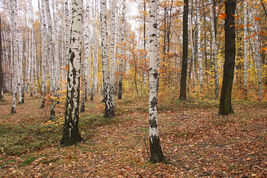秋林木头叶子薄雾活力公园森林踪迹小路橙子植被图片
