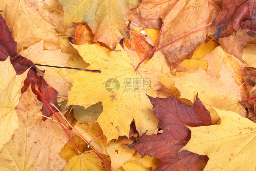 秋季假期土地老化森林刷子顶峰环境叶子墙纸花园橙子图片