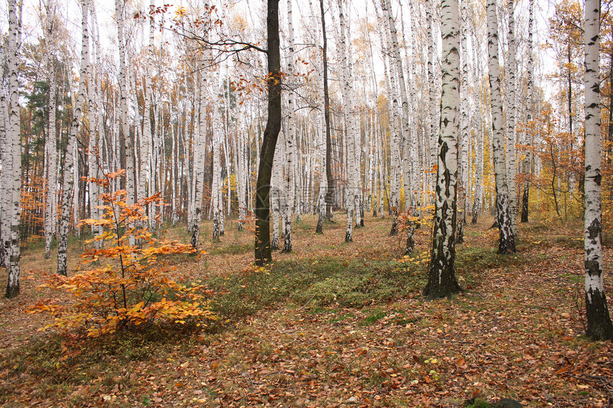 秋林踪迹阳光活力流浪阴霾叶子薄雾木头荒野旅行图片