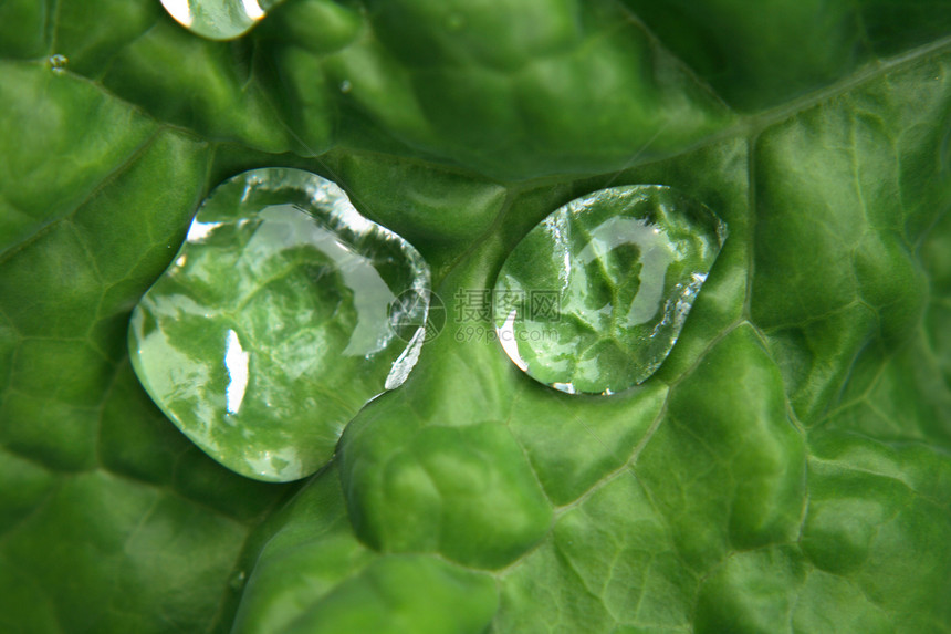 瓦特水滴数宏观草本植物花园叶子墙纸园艺温室植被季节植物学图片