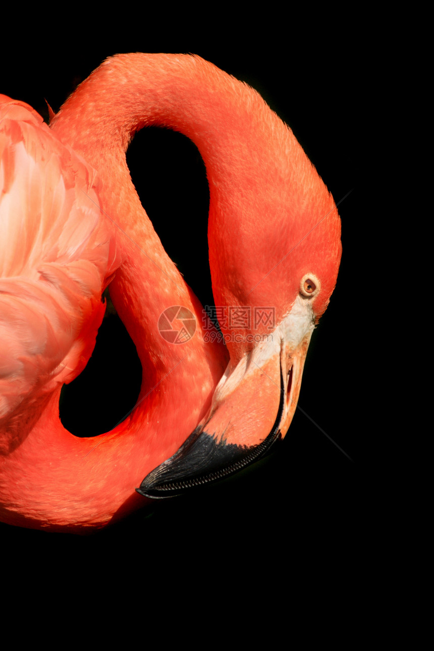 红法拉明荒野脖子眼睛情调动物异国热带粉色翅膀野生动物图片