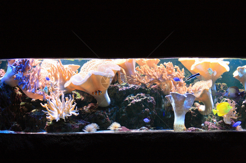 水族馆背景国家海葵潜水蓝色异国珊瑚假期运动热带情调图片