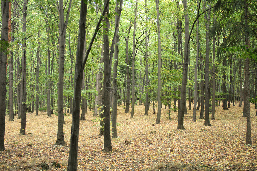 秋林生长薄雾旅行橙子植被小路踪迹阳光森林叶子图片